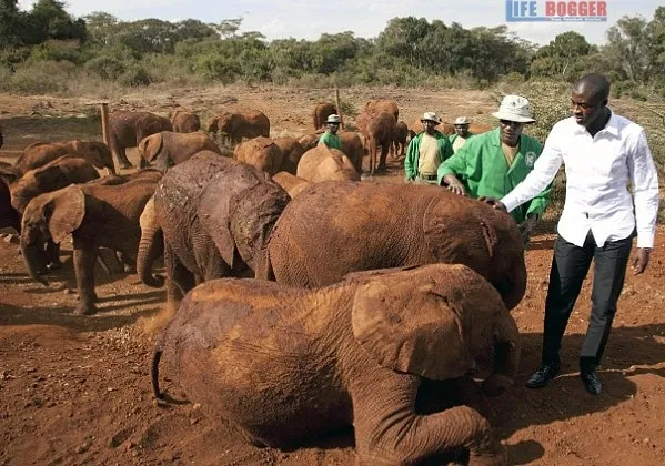 Yaya Toure - A Lover of Elephants